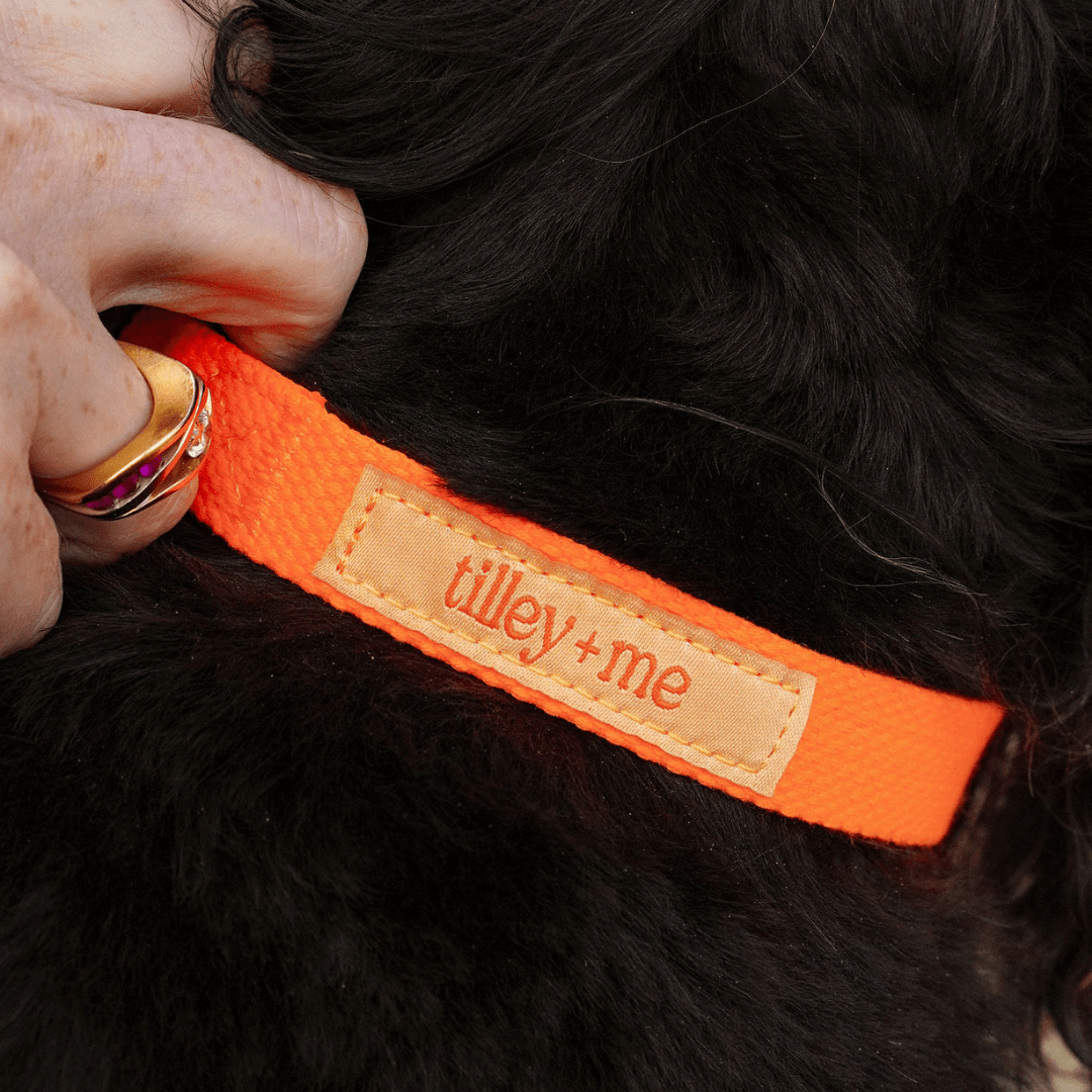 Malibu Sunset Sustainable Hemp Cotton Adjustable Dog Collar– Durable & Soft - Lolomo!