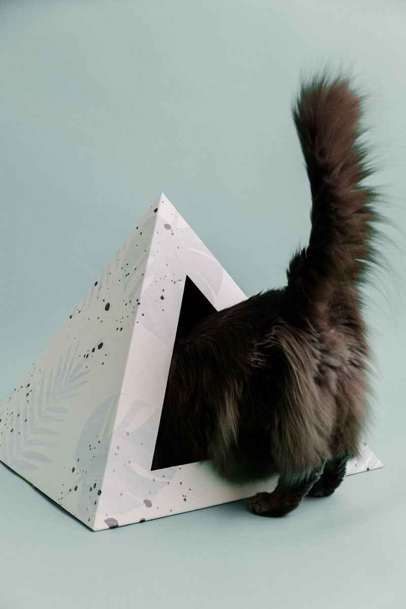 'Oasis' Cardboard Cat Pyramid