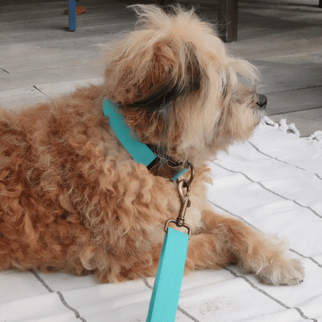 Malibu Sunset Sustainable Hemp Cotton Adjustable Dog Collar– Durable & Soft - Lolomo!