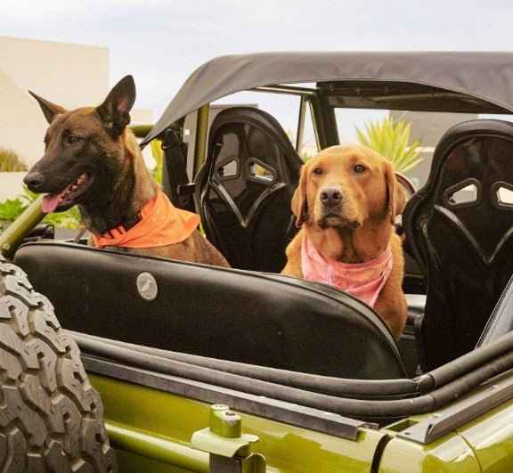 Malibu Sunset Sustainable Hemp Cotton Adjustable Dog Collar– Durable & Soft