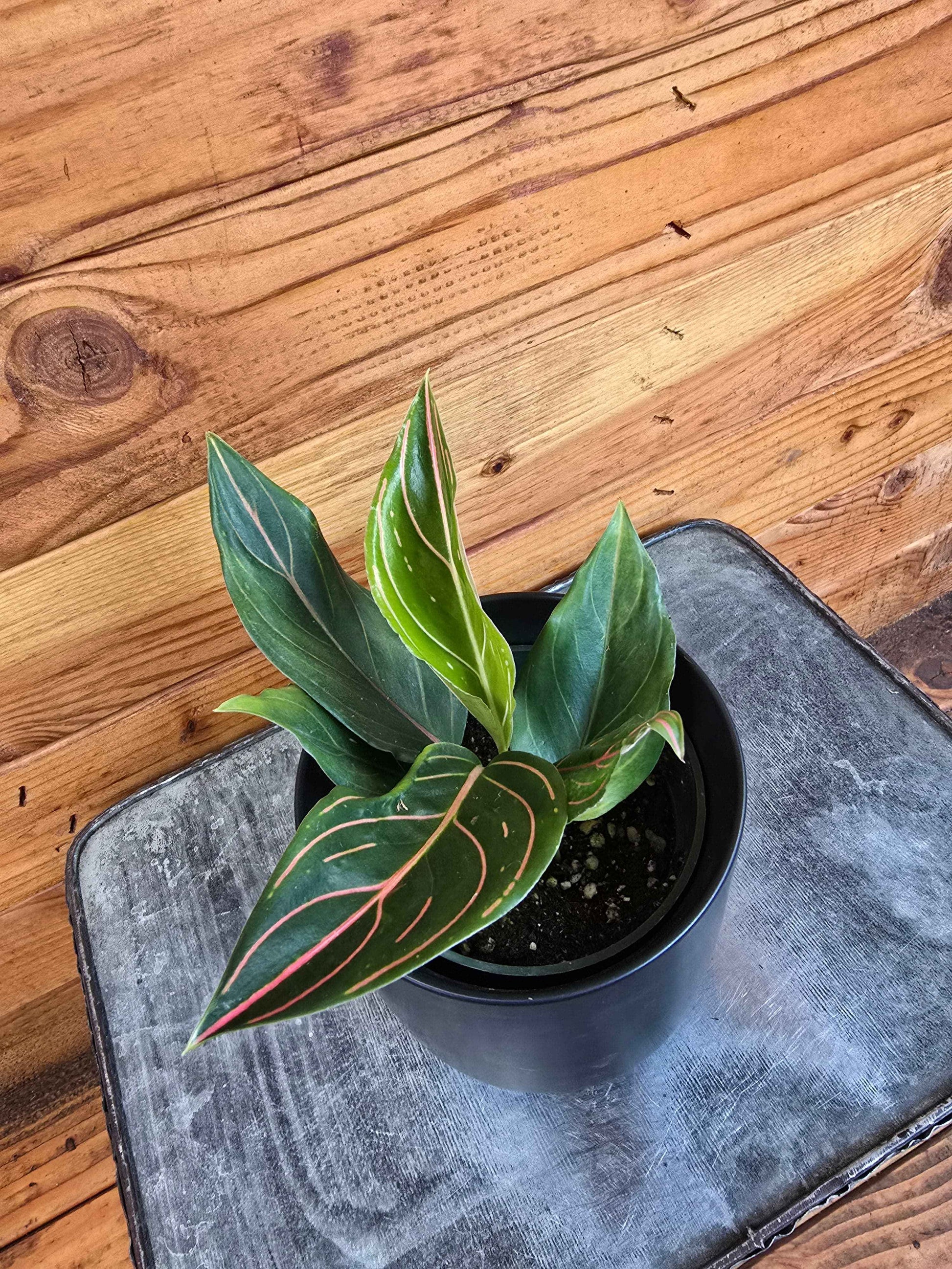 Aglaonema Red Vein, 4” Plant