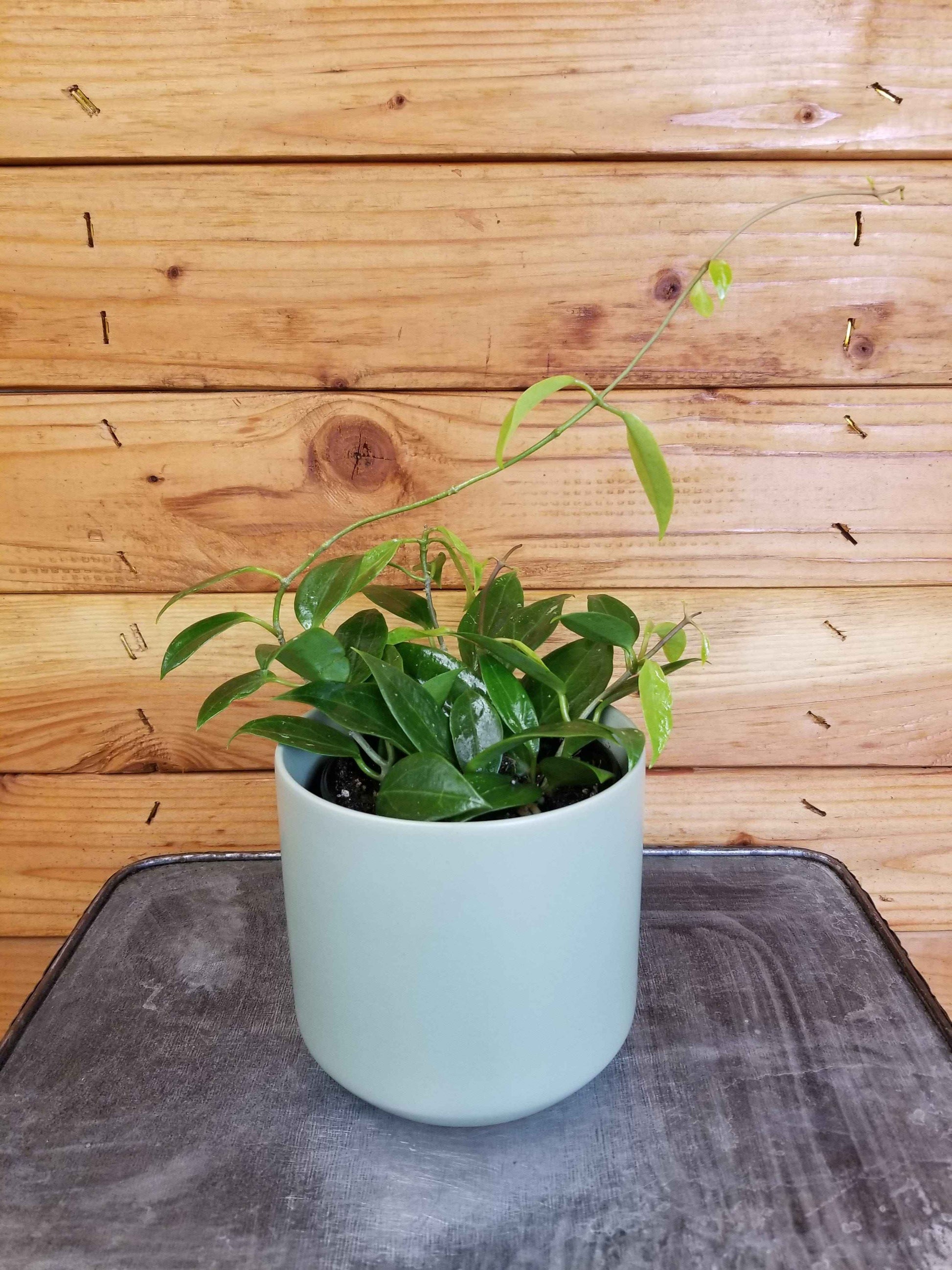 Hoya Limoniaca, 4" Plant