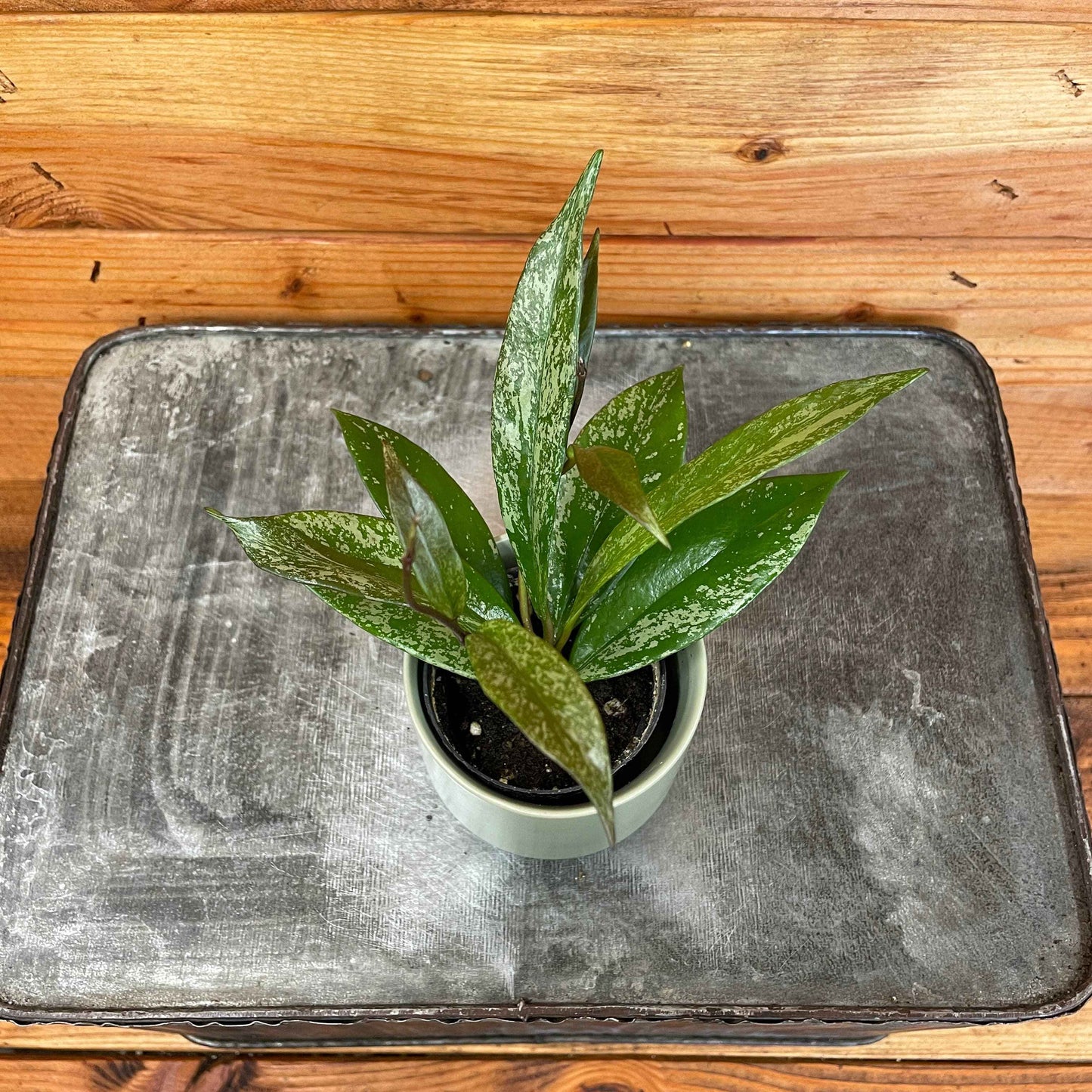 Hoya Pubicalyx Splash, 2" Plant