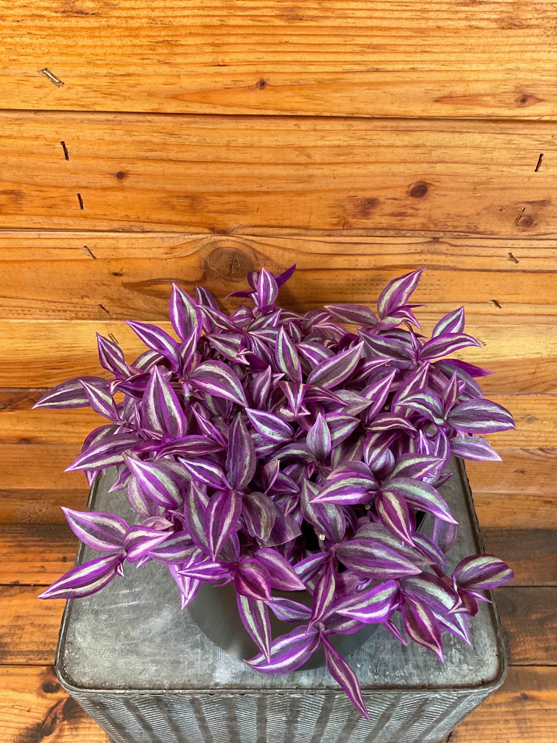 Tradescantia Pink Paradise, 6” Plant