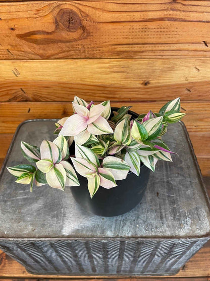 Tradescantia Tricolor, 4" Plant